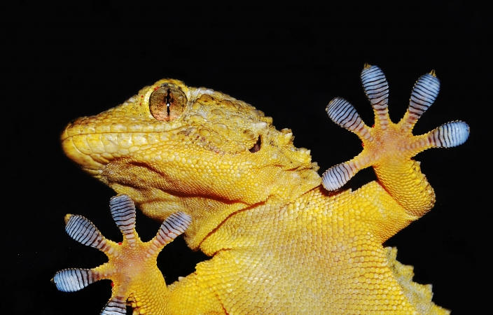 Gecko